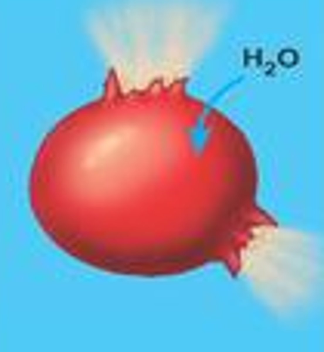 <p>Water overflows into the cell without having a way coming out busting the cells</p><p>not nought solutes</p>