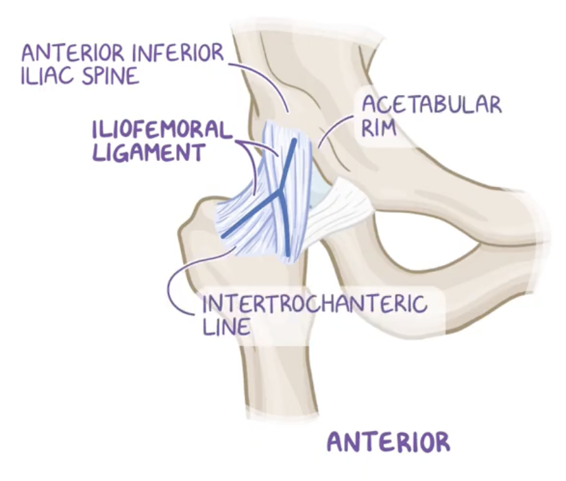 <p>Iliofemoral ligament</p>