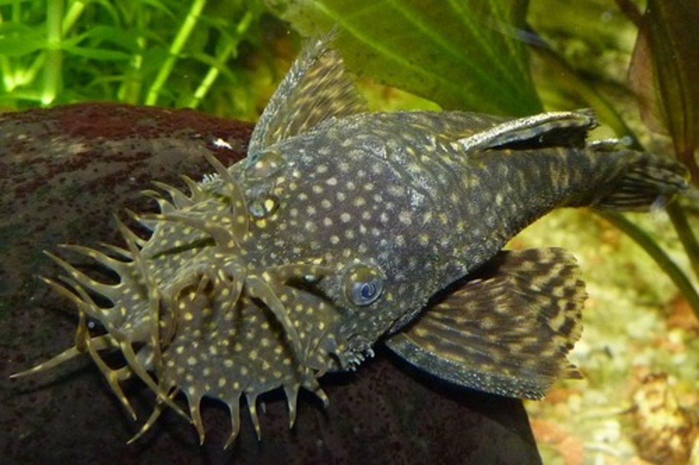 <p>sucker-mouth armoured catfish</p>