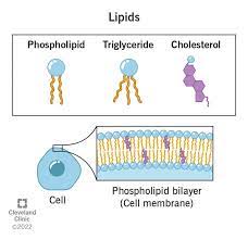 <p>Any large group of biological molecules, including fats, phospholipids, and steroids, that mix poorly, if at all, with water. </p>
