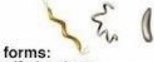 spiral/S shaped bacteria