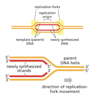 <ul><li><p>THEY HAVE OPPOSITE POLARITIES AT EACH REPLICATION FORK</p></li></ul><p></p>