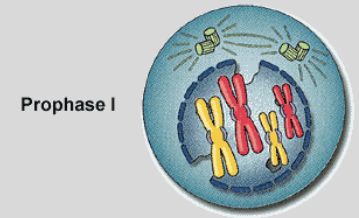-Replicated chromosomes condense
-Spindles form
-Synapsis:  Homologs line up next to one another
-Crossing Over may occur
-Synapsed chromosomes start to pull apart. Stay slightly connected.