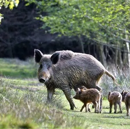 <p>Sus scrofa</p>
