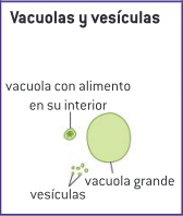 <p>Algunos organismos unicelulares utilizan las vacuolas para expulsar el agua sobrante. Las vesículas son vacuolas muy pequeñas utilizadas para transportar materiales dentro de la célula.</p>