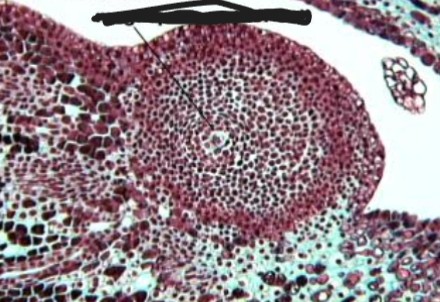 <p>identify the structure</p>