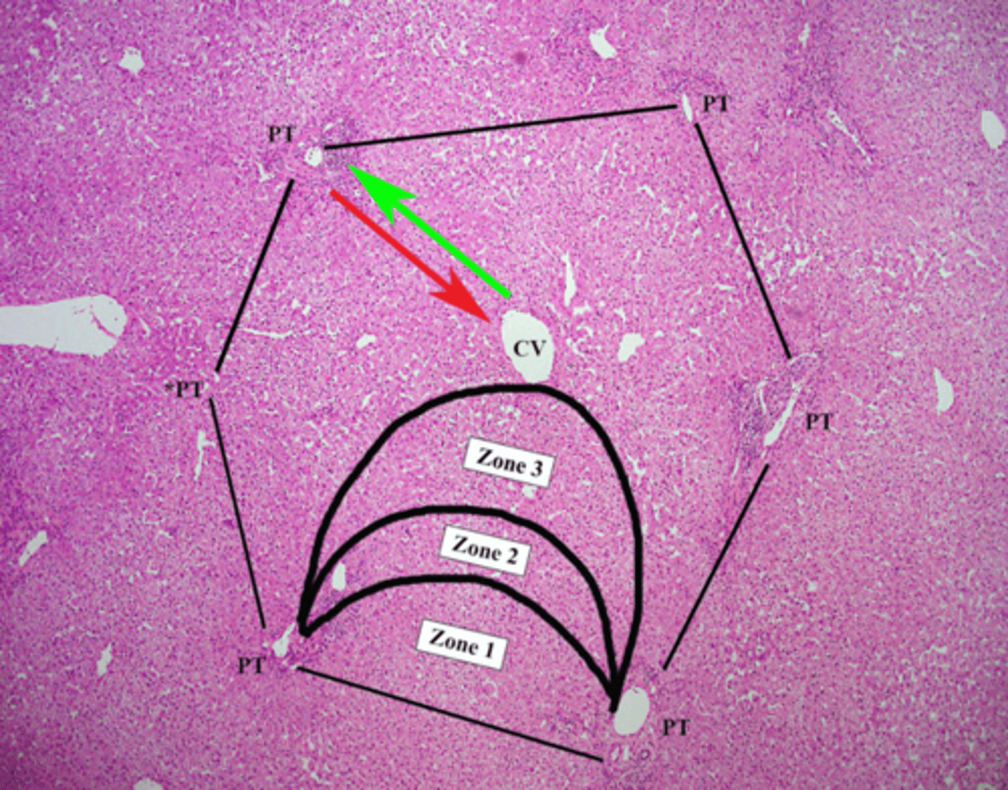 <p>1. Shape: Hexagonal</p><p>2. Center: Contains the Central Vein (CV)</p><p>3. Corners: Each corner of the hexagon is marked by a Portal Tract (PT).</p>