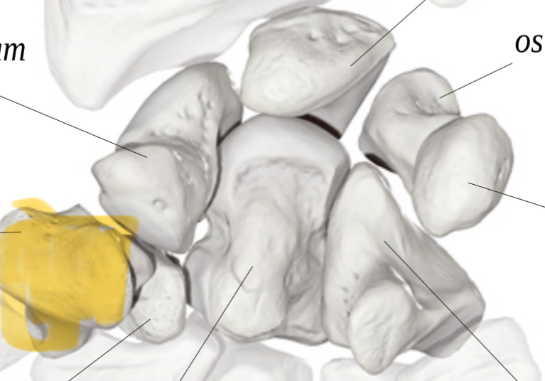 <p>Hoe heet dit bot?</p>