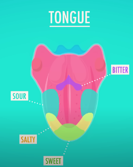 The taste map. Which is completely wrong