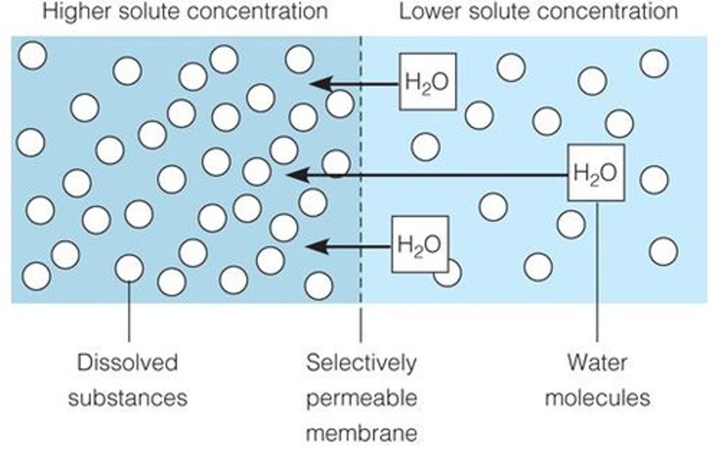 <p>The movement of water across a semi-permeable membrane towards an area with more solutes.</p>