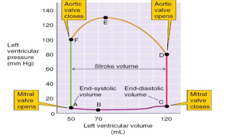 <p>What does a ventricular pressure-volume loop show?</p>
