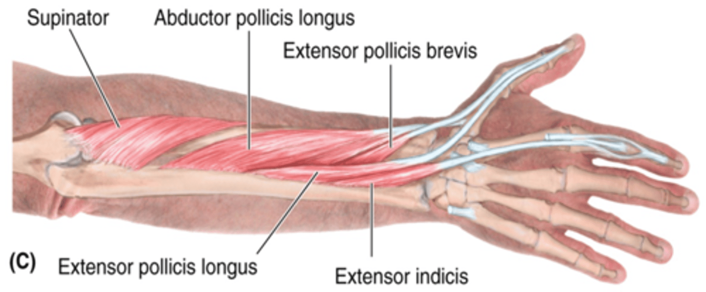 <p>-Abducts and extends 1st digit (thumb)</p><p>-Radial n. (C5 - T1)</p><p>-Distal to supinator</p>