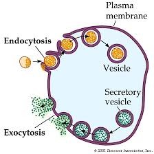 <p>Endocytosis: &quot;into cell movement&quot;</p><ul><li><p>Phagocytosis: &quot;cell eating&quot; solids</p></li><li><p>Pinocytosis: &quot;cell drinking&quot; Liquids</p></li><li><p>Receptor: Mediated Endocytosis will use specific protein receptors on cell surface to engulf specific substances</p></li></ul><p>Exocytosis: Secretion/add/change membrane &quot;out of the cell movement&quot;</p><ul><li><p>Vesicles, using snare proteins, attach to membrane surface: secrete substances or add/change membrane. &quot;fluid sac&quot;</p></li></ul>