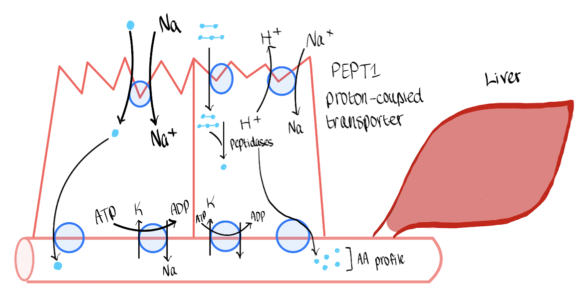 <p>Using HCl and proteases.</p>