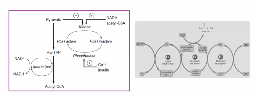 <p>vitamin B1 is deficient in alcoholics. </p>
