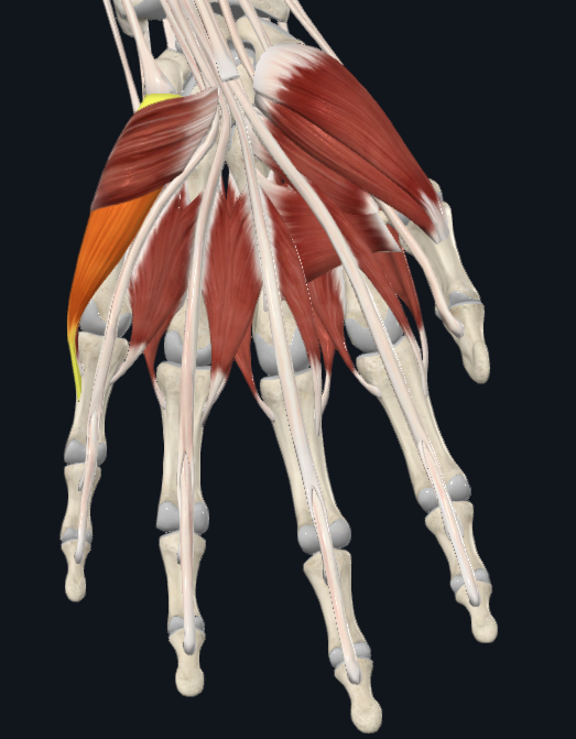 <p>What muscle is this</p>