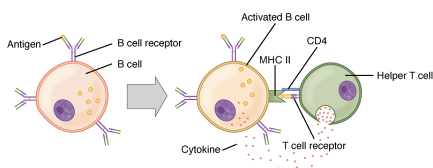 <ul><li><p>Mature in Bone marrow</p></li><li><p>Produce antibodies to target specific pathogens</p></li><li><p>Release these antibodies into blood</p></li></ul><ol><li><p>Bind free-floating pathogens</p></li><li><p>Give all WBCs the ability to detect pathogen</p></li></ol>