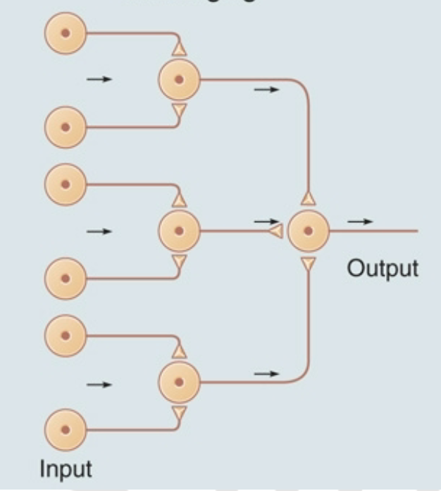 <p>opposite of a diverging circuit, input from many different sources is funneled to 1 neuron or neuronal pool</p>