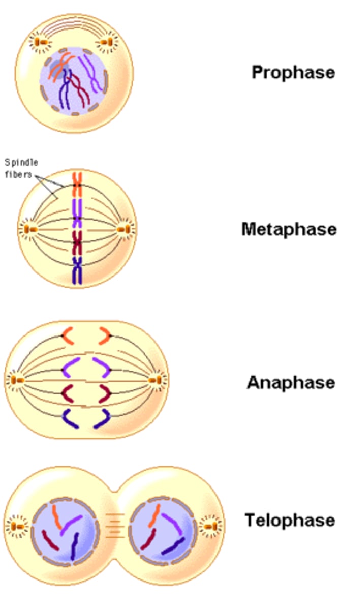 <p>The four phases of mitosis</p>