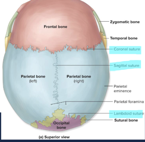 <ul><li><p>coronal suture</p></li><li><p>sagittal suture</p></li><li><p>lambdoid suture</p></li><li><p>squamous suture</p></li></ul><p></p>