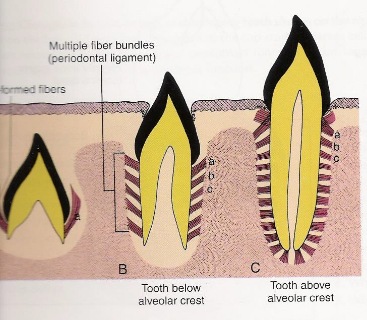 <p>With eruption: fibers grow along the elongating root (note orientation of fibers)</p>