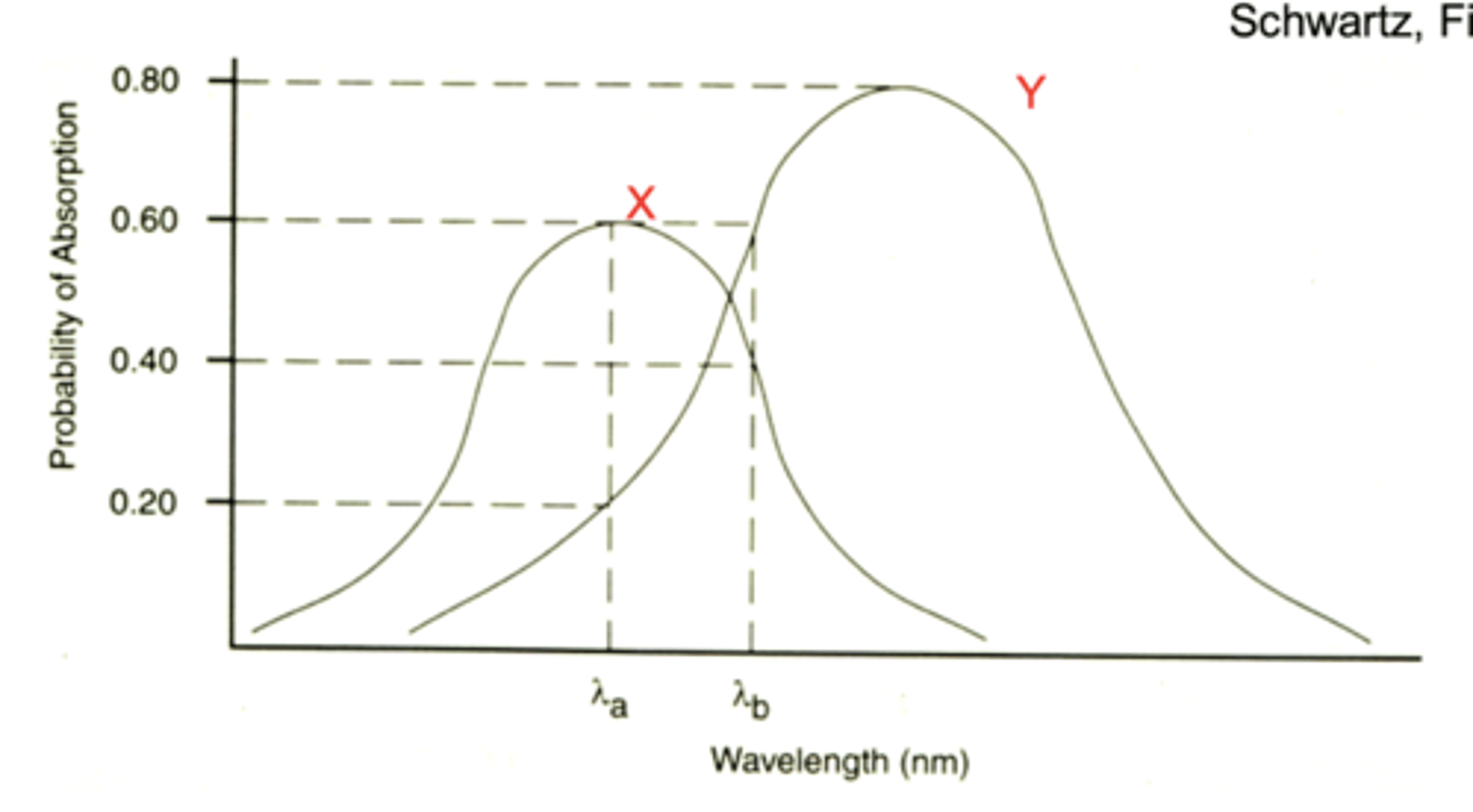 <p>principle of univariance</p><p>retina cannot distinguish that two stimuli are comprised of light of different wavelengths</p><p>it's more about probability of absorption of photons</p>