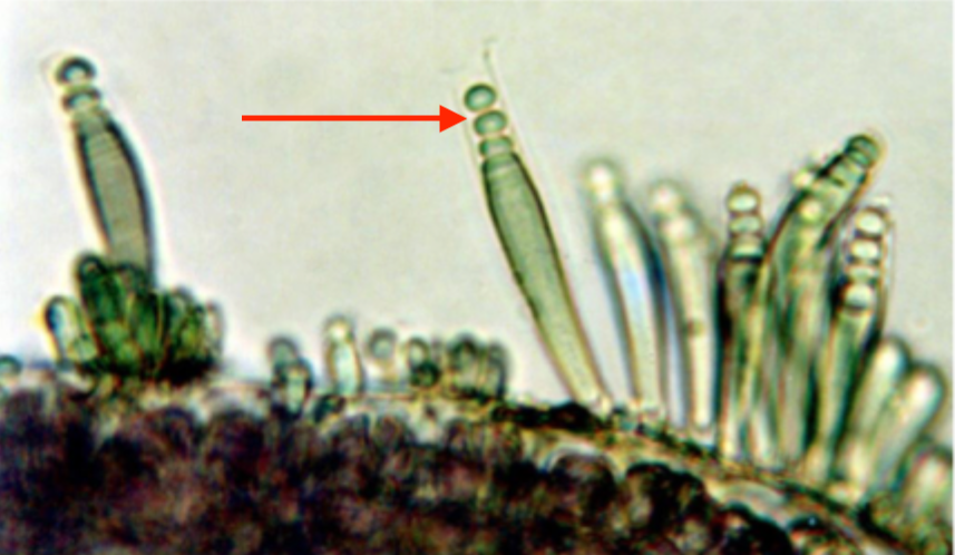 <p>Label the structures indicated by the arrow.</p>