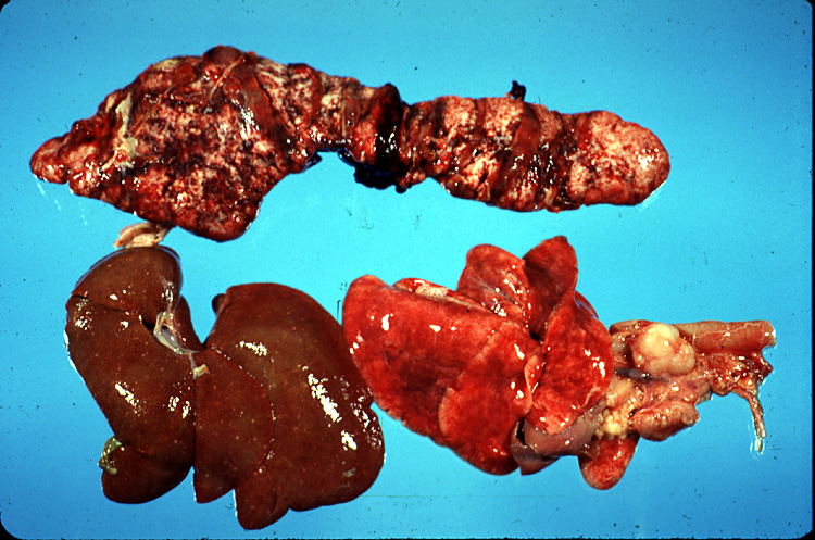<p>Identify the three organs shown; all are from a cat with lymphosarcoma.&nbsp; (think about pathology of lymphosarcoma &amp; which organs would likely be affected!)</p>