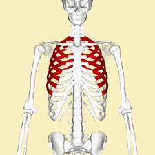 <p>The bones in the chest that protect the heart and lungs.</p>