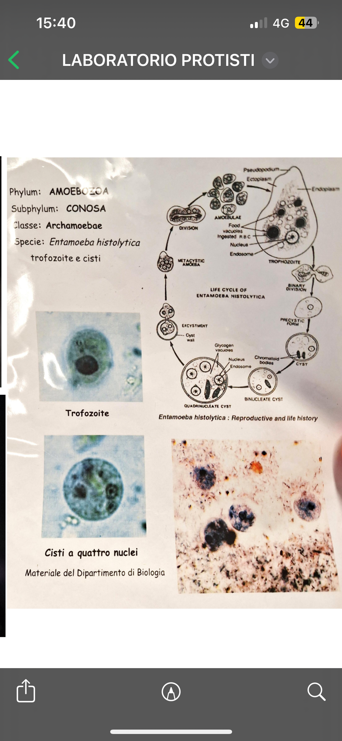 <p><em>Entamoeba hystolica</em></p>