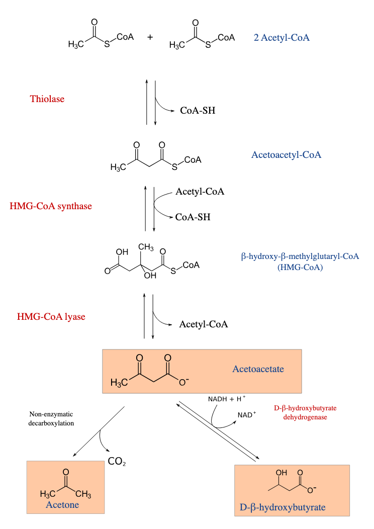 <ul><li><p>2 a-CoA —&gt; via <strong><u>thiolase</u></strong> —&gt; acetoacetyl-CoA</p></li><li><p>via <strong><u>HMG-CoA synthase</u></strong> —&gt; HMG-CoA (adding another a-CoA)</p></li><li><p>via <strong><u>HMG-CoA lyase</u></strong> —&gt; <strong><em><u>acetoacetate</u></em></strong></p><ul><li><p>can do one of two things: decarboxylate to <em><u>ACETONE</u></em></p></li><li><p>reduce to <em><u>β-hydroxybutyrate</u></em></p></li></ul></li></ul><p></p>
