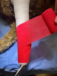 <p>What bandage layer is being applied</p>