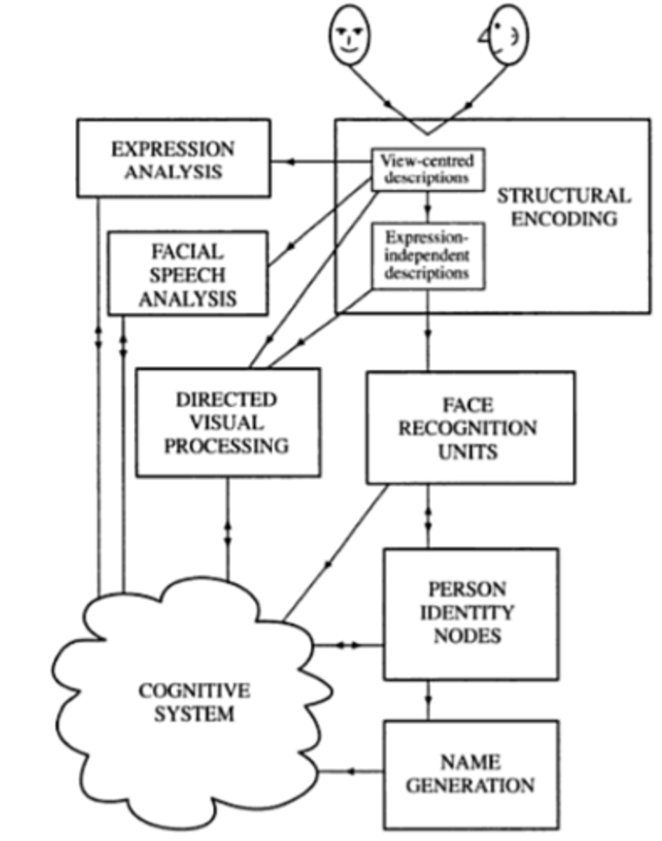 <p>hierarchical and parallel model of face recognition</p><p>uses stages of proc</p><p>allows understanding of types of diff info used when proc/recognising faces</p>