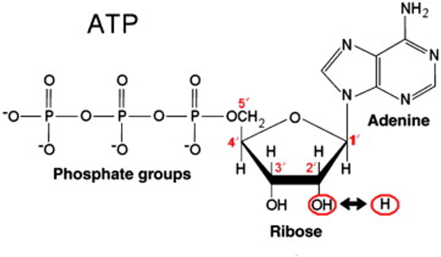 <ul><li><p>A <strong>5-carbon sugar</strong> (deoxyribose in DNA)</p></li><li><p>A <strong>phosphate group</strong></p></li><li><p>A <strong>nitrogenous base</strong> (Adenine, Thymine, Cytosine, or Guanine)</p></li></ul><p></p>