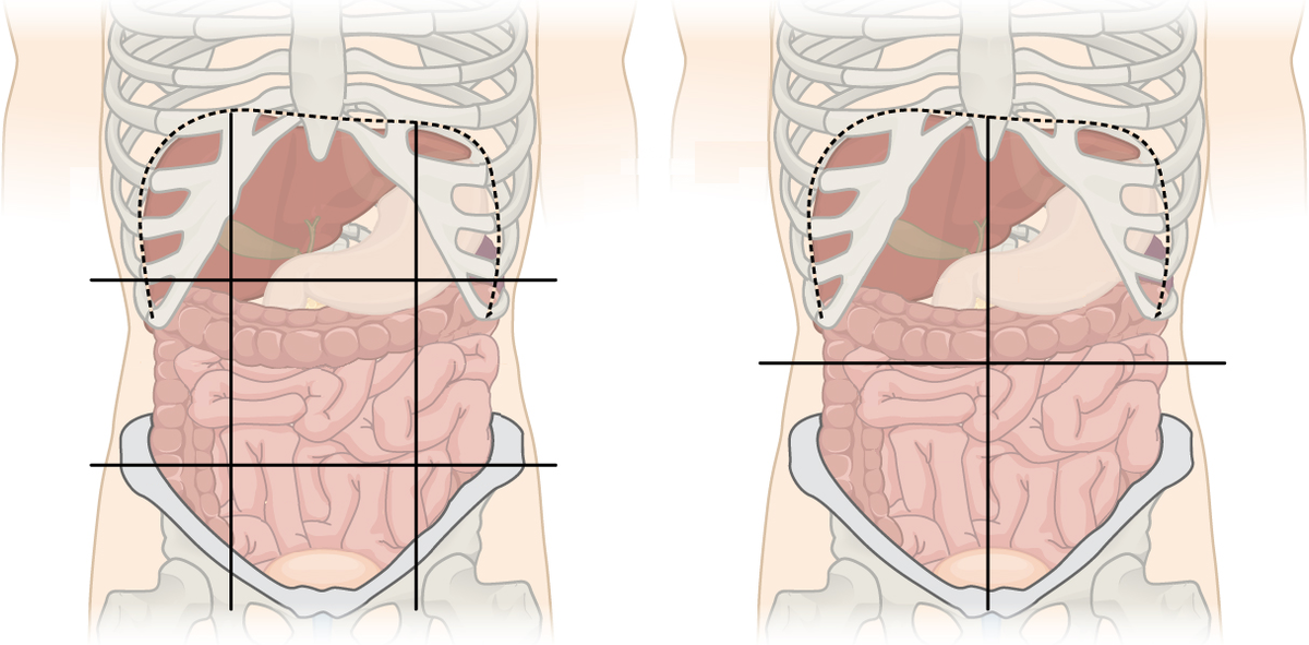 Which one shows the abdominal quadrant?
