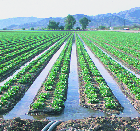 <p>flood irrigation</p>