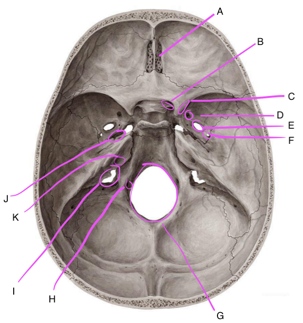 <p>E</p>