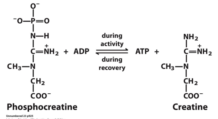 <p>- phosphocreatine reacts with ADP during activity to produce ATP and creatine. (this makes sense since it loses a phosphate group and that phosphate group combines with ADP to make ATP</p><p>- during recovery ATP reacts with creatine to form phosphocreatine and ADP</p>