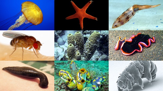 <p>Animal that does not possess a backbone or vertebral column, includes majority of animal species such as insects, worms, jellyfish, snails, and starfish.</p>