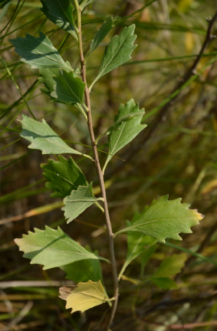 <p>This is a native species of the Lower Coastal Plain that can be invasive in fields and forests outside of this soil region</p><p>True or False</p>
