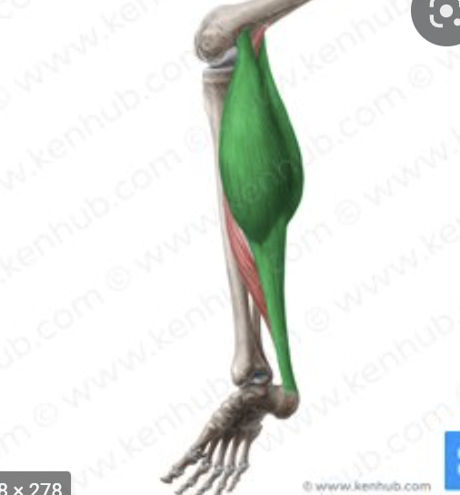 <p>origin : femur insertion : calcaneus</p>