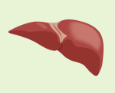<p>liver </p>