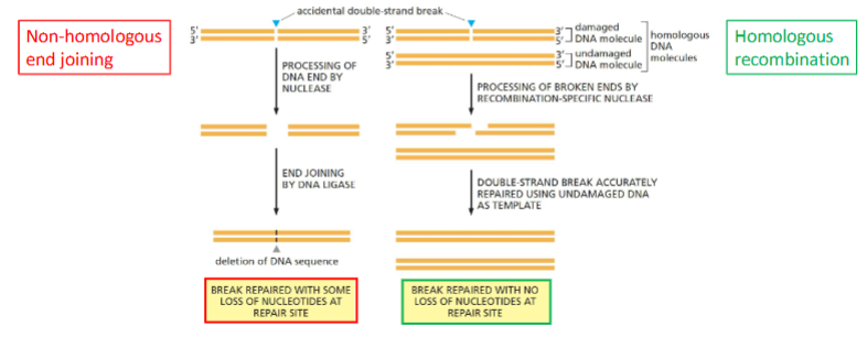 <ol><li><p><strong>Non-Homologous End Joining (NHEJ)</strong></p><ul><li><p>Snel, “noodreparatie”.</p></li><li><p>Breuken direct aan elkaar gelijmd → kans op verlies van nucleotiden/mutaties.</p></li><li><p>Vooral actief in <strong>niet-delende cellen of G1-fase</strong>.</p></li></ul></li><li><p><strong>Homologous Recombination (HR)</strong></p><ul><li><p>Nauwkeuriger, foutloos.</p></li><li><p>Gebruikt de <strong>zusterchromatide als sjabloon</strong>.</p></li><li><p>Alleen mogelijk in <strong>S- en G2-fase</strong>.</p></li><li><p>Specialistische enzymen herkennen de breuk, vinden de zusterchromatide en bouwen de juiste nucleotiden in.</p></li></ul></li></ol><p><strong>Gevaar:</strong> dubbelstrengsbreuken kunnen leiden tot chromosoomfragmentatie, verlies van genen, celsterfte of kanker.</p>
