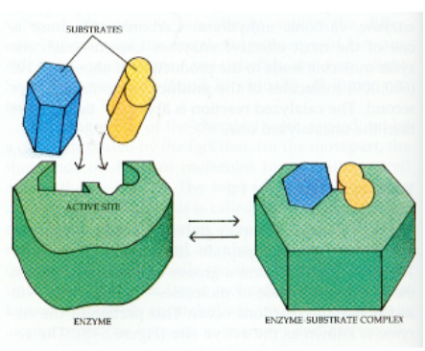 <ul><li><p><span style="background-color: transparent; font-family: &quot;Helvetica Neue&quot;, sans-serif;">Key to all life on Earth</span></p><ul><li><p><span style="background-color: transparent; font-family: &quot;Helvetica Neue&quot;, sans-serif;">Hydrophobic on outside</span></p></li></ul></li><li><p><span style="background-color: transparent; font-family: &quot;Helvetica Neue&quot;, sans-serif;">Without enzymes: 2 reactive molecules rely on random diffusion to “find” each other</span></p></li><li><p><span style="background-color: transparent; font-family: &quot;Helvetica Neue&quot;, sans-serif;">With enzymes: Active site binds both molecules, holds them close, allows rxn to occur</span></p></li></ul><p></p>