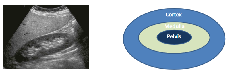 <p>explain the difference between the cortex medulla and pelvis</p>