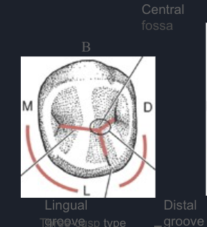 <p><span>form by “V” shaped central groove and linear lingual groove</span></p>
