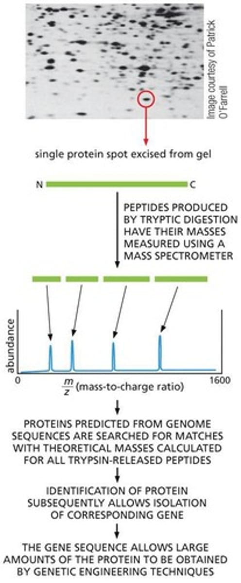 <p>2-D electrophoresis and mass spectrometry.</p>