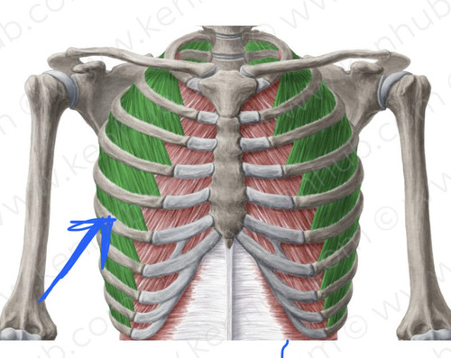 <p>(outside like you can touch muscle)</p>