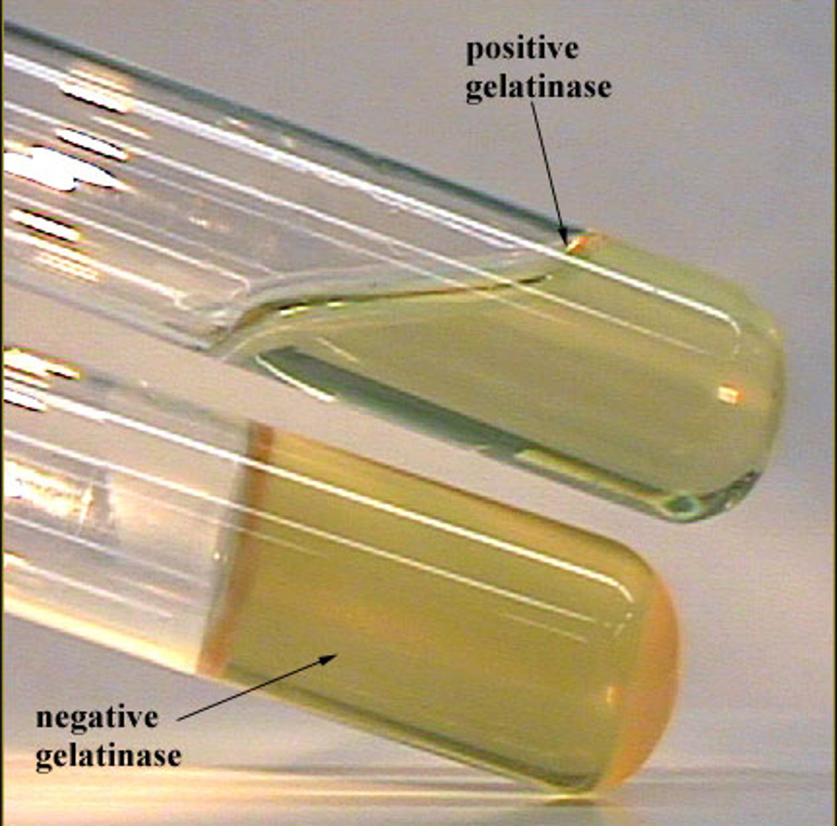 <p>Gelatin Liquified</p>