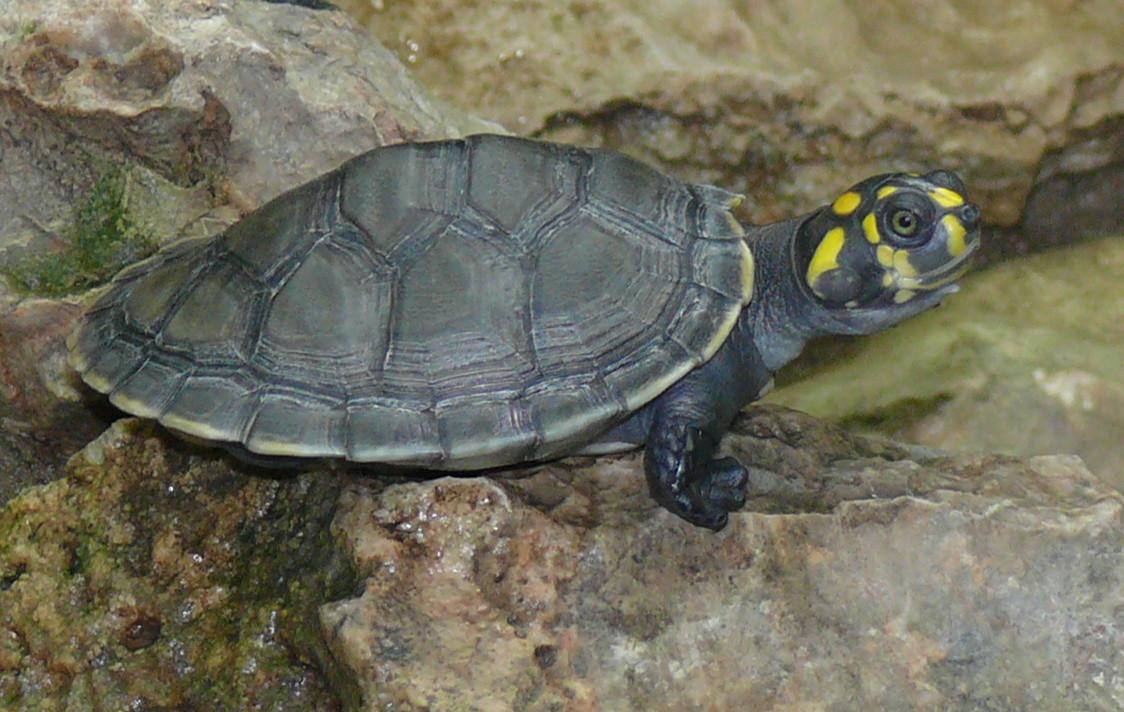 <p>Podocnemidae</p>